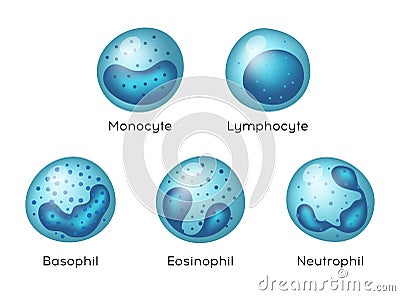 Vector illustration of Monocyte, Lymphocyte, Eosinophil, Neutrophil, Basophil .Types of blood cells. Vector Illustration